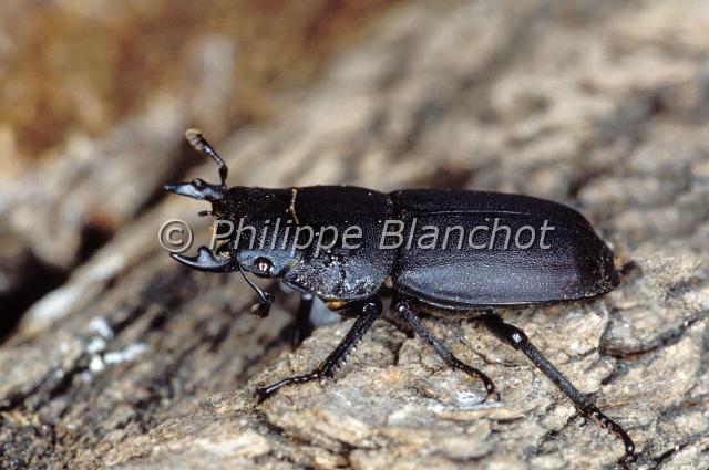 dorcus parallelipipedus 2.JPG - Dorcus parallelipipedusPetite bicheStag beetleColeoptera, LucanidaeFrance